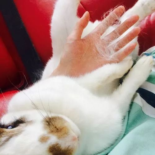 猫咪脱毛季有什么办法防止毛乱飞,家里猫毛满天飞怎么弄