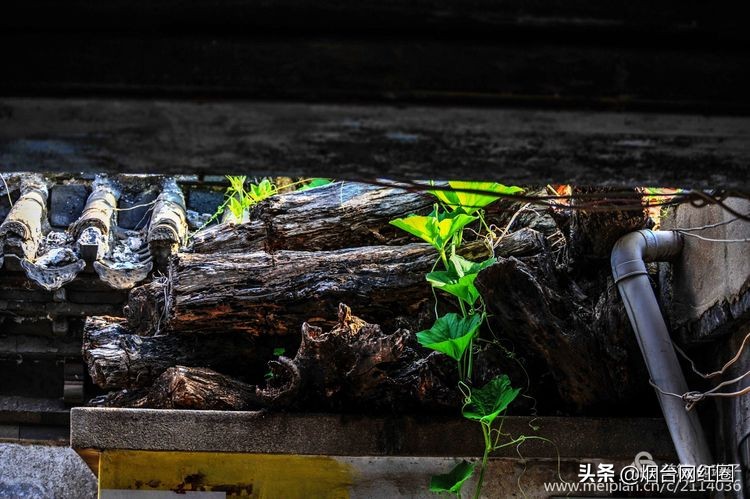 烟台所城里承载着多少回忆,烟台所城的来历