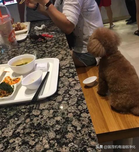 女子用餐厅餐具喂狗后续,女子用饭店餐盘喂狗