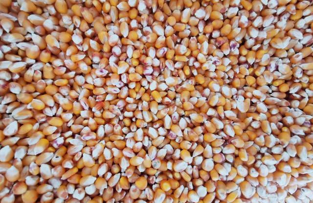 农民能自己培育玉米种子出售吗,种植玉米种子一亩地可以产多少斤