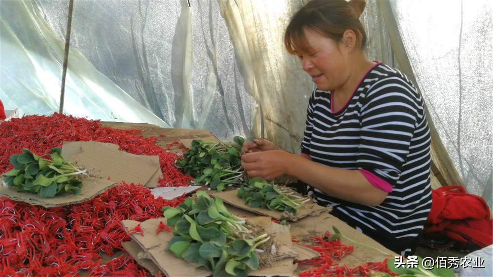 农村小规模种植什么赚钱,未来农村种植赚钱的六个方向