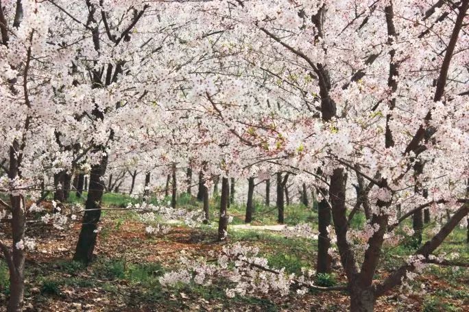 世界最大的樱花园,世界最大的樱花园在贵州吗