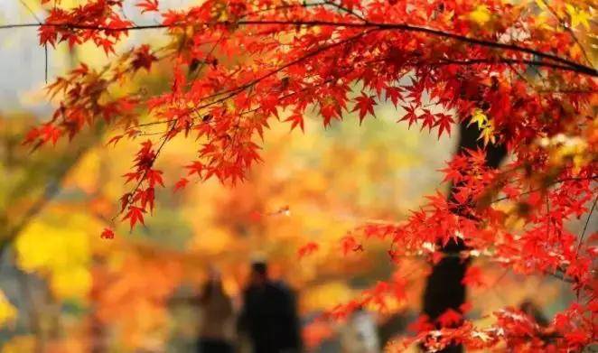 南京枫叶栖霞山什么时候看好看,南京栖霞山几月最红