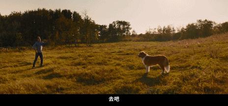 狗狗的第二次重生怎样取名字,狗狗轮回的一生