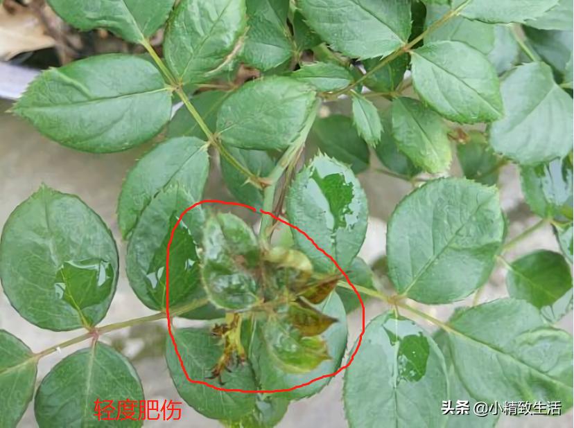 月季叶子健康,月季健康的表现