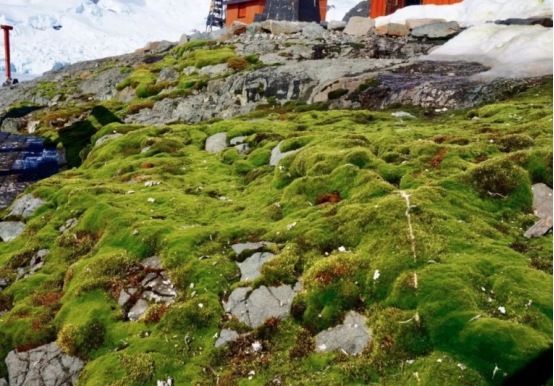 南极冰川的现状最新,科学家发现珠穆朗玛峰变绿了