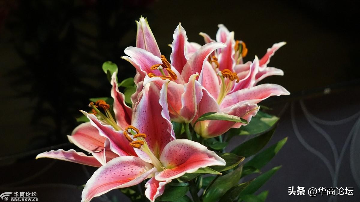 疫情下的城市生活纪录片,西安疫情每天新增记录图