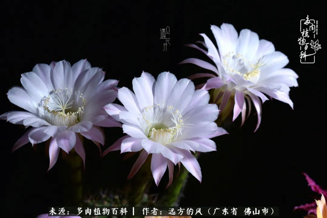 那些花儿在每个角落静静为你开着,那些花儿在每个角落静静地绽放