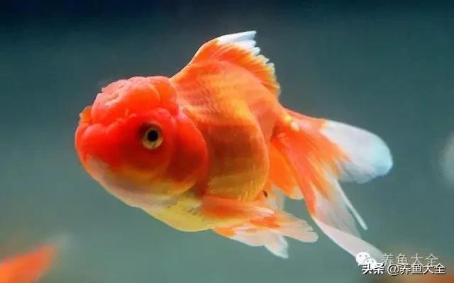 鱼病的诊疗方法,鱼病的治疗方法视频