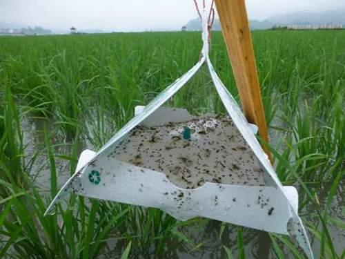 东北地区水稻二化螟什么时间防治,定远县水稻二化螟现状