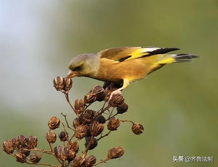 爱它，就请放过它青岛检察院就一起非法狩猎野生鸟类案提起诉讼