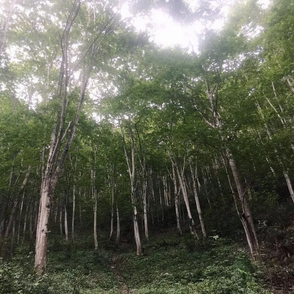 核润野生山核桃油,核桃油健脑益智