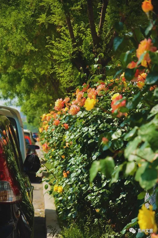 花满青州——初夏清浅微风起，蔷薇月季满城香
