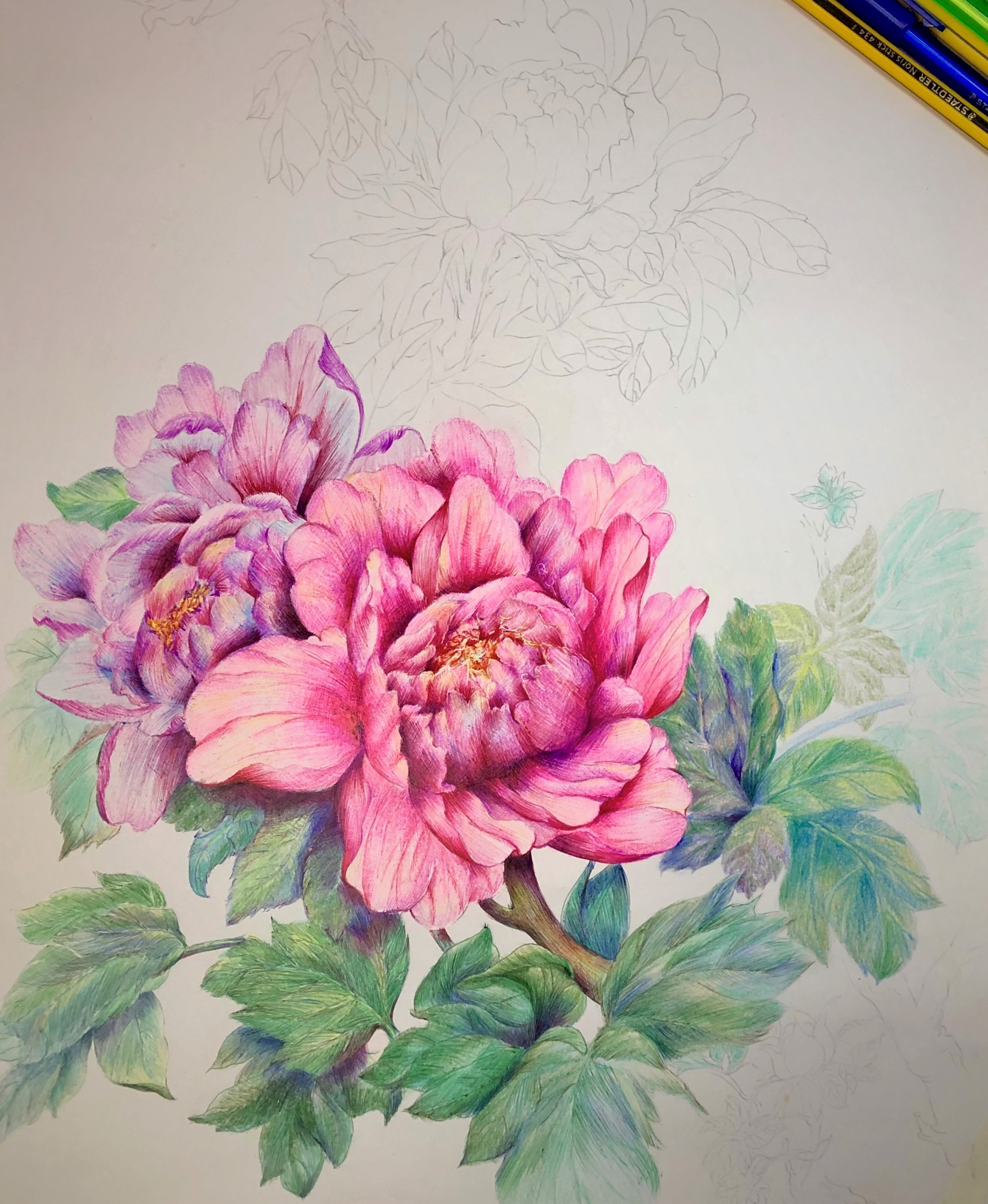 圆珠笔画牡丹教学,圆珠笔画牡丹的画法