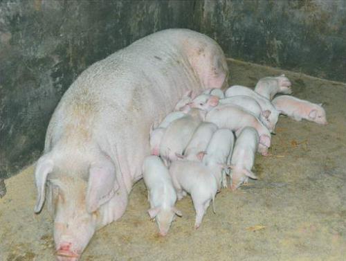 母猪产后为什么没有奶水？你知道根本原因在哪儿吗？