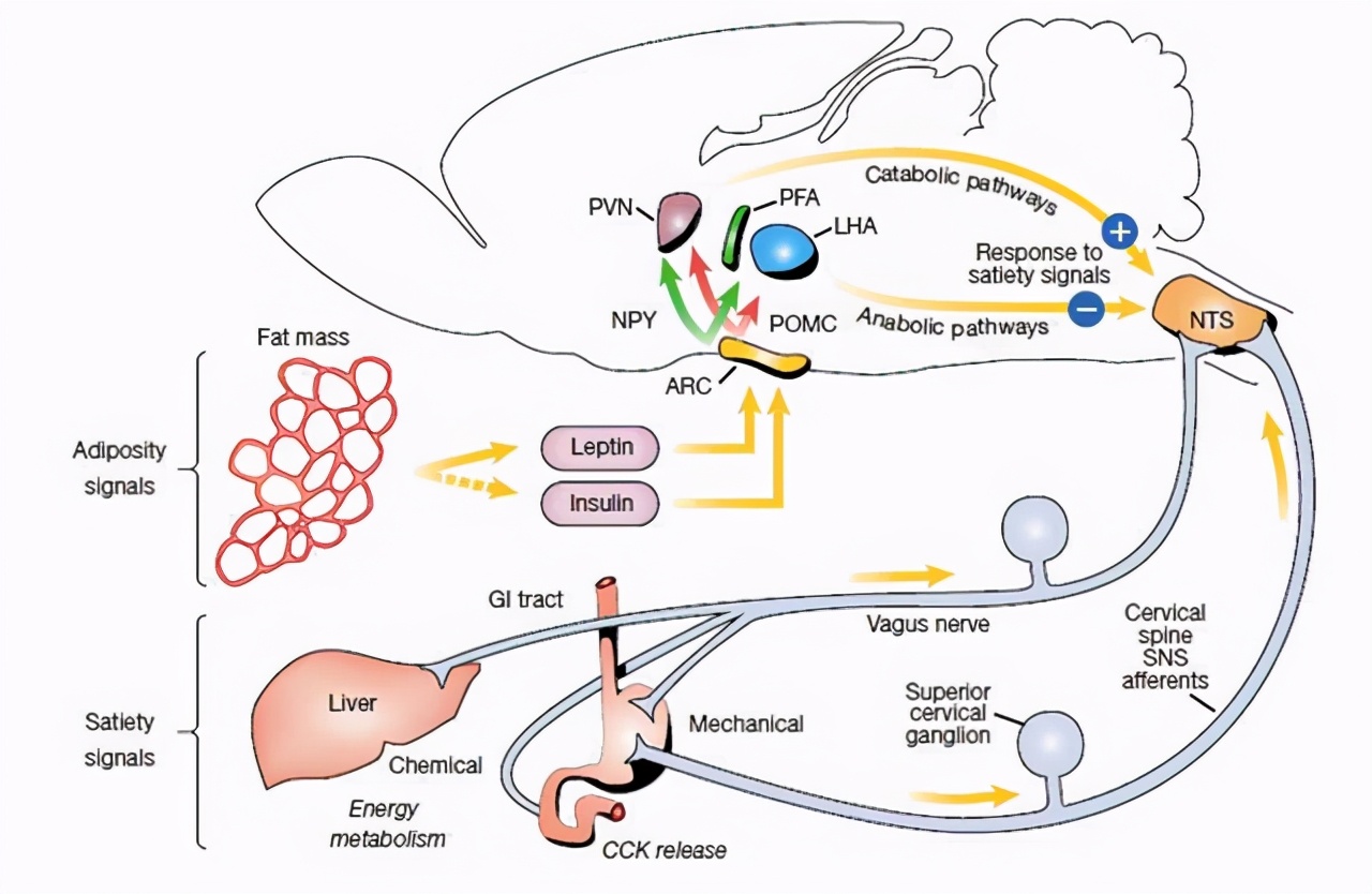 和男性*泄早**相关的“瘦素”是什么？你知道吗？医生一文为你说清