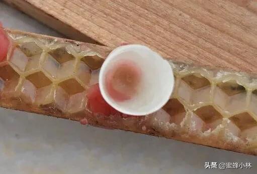 养蜂人常用的育王技术,养蜂人育王时间