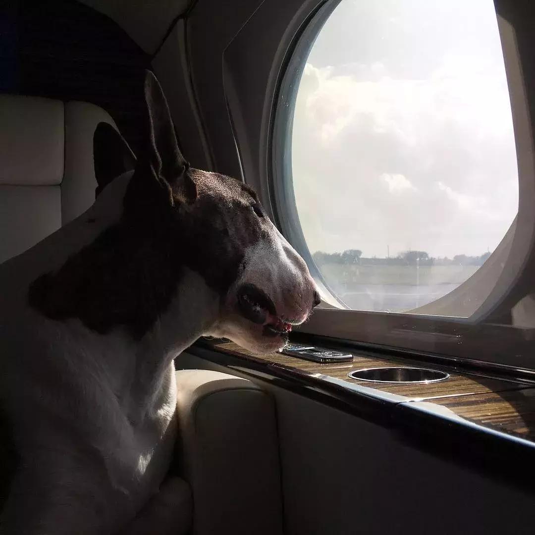 大熊猫一年可以赚钱几个亿,一只猫一年挣3000万