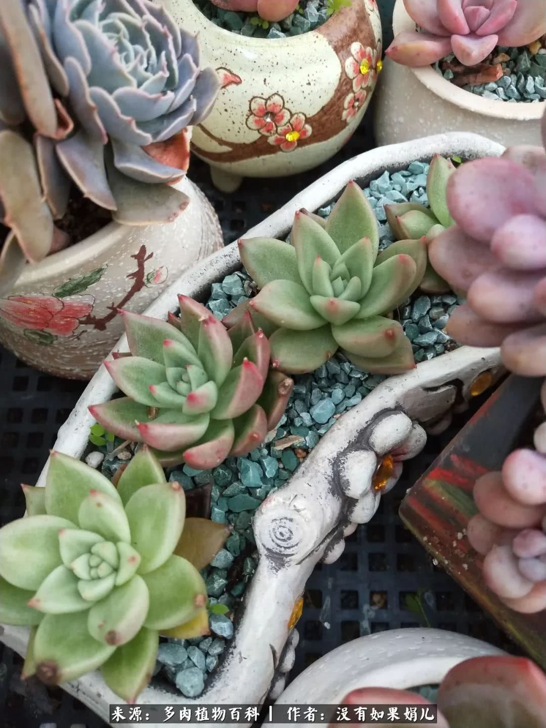 明人不说暗话，我为多肉而来！