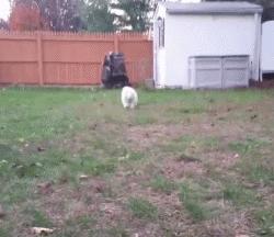 可爱呆萌的小奶狗视频,可爱可奶呆萌的小奶狗