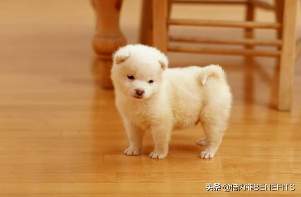 母狗生完小狗却很怕幼犬怎么办,自家狗狗下崽怎么照顾