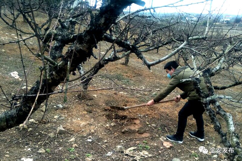 防疫春耕两不误，金安处处有期寄！