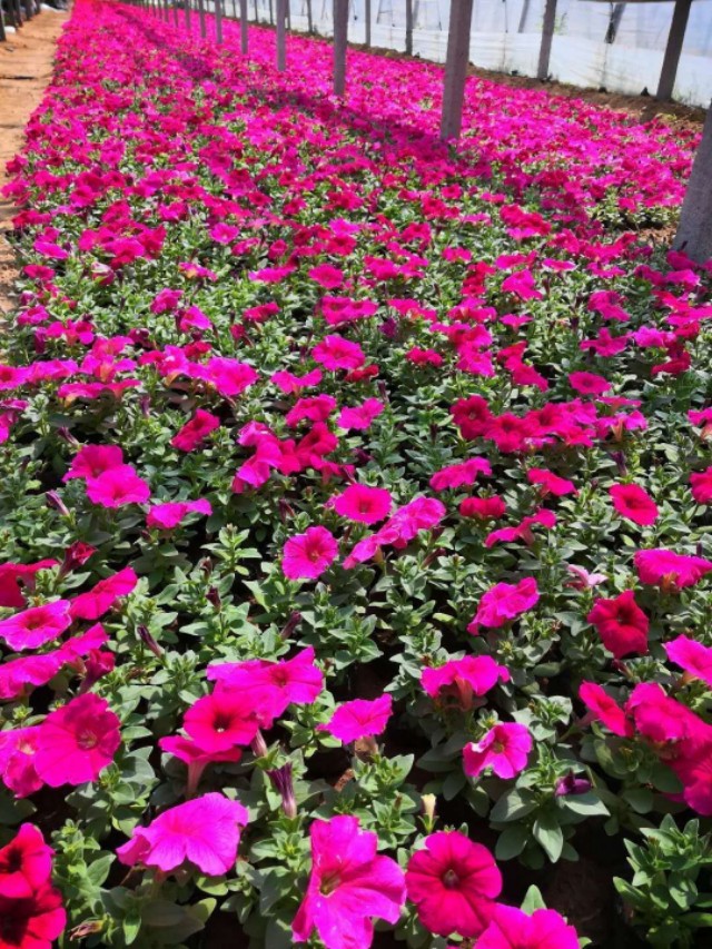 青州市芳润花海景观草花苗木,青州草花地被苗木供应