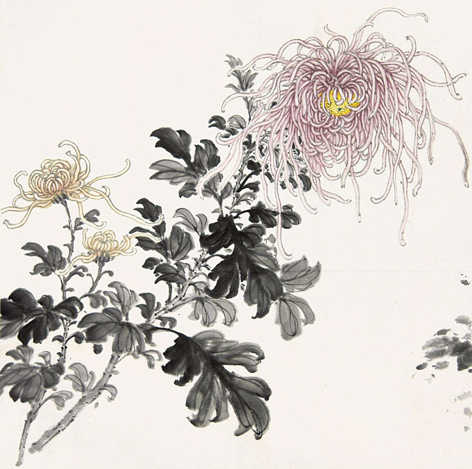 菊花的品格和精神,菊花的美丽什么意思