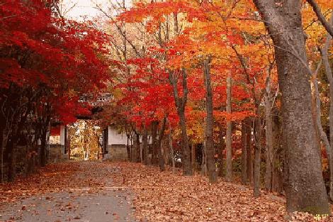 秋分节气是中国的农民丰收节,丰收节是秋分的节气吗