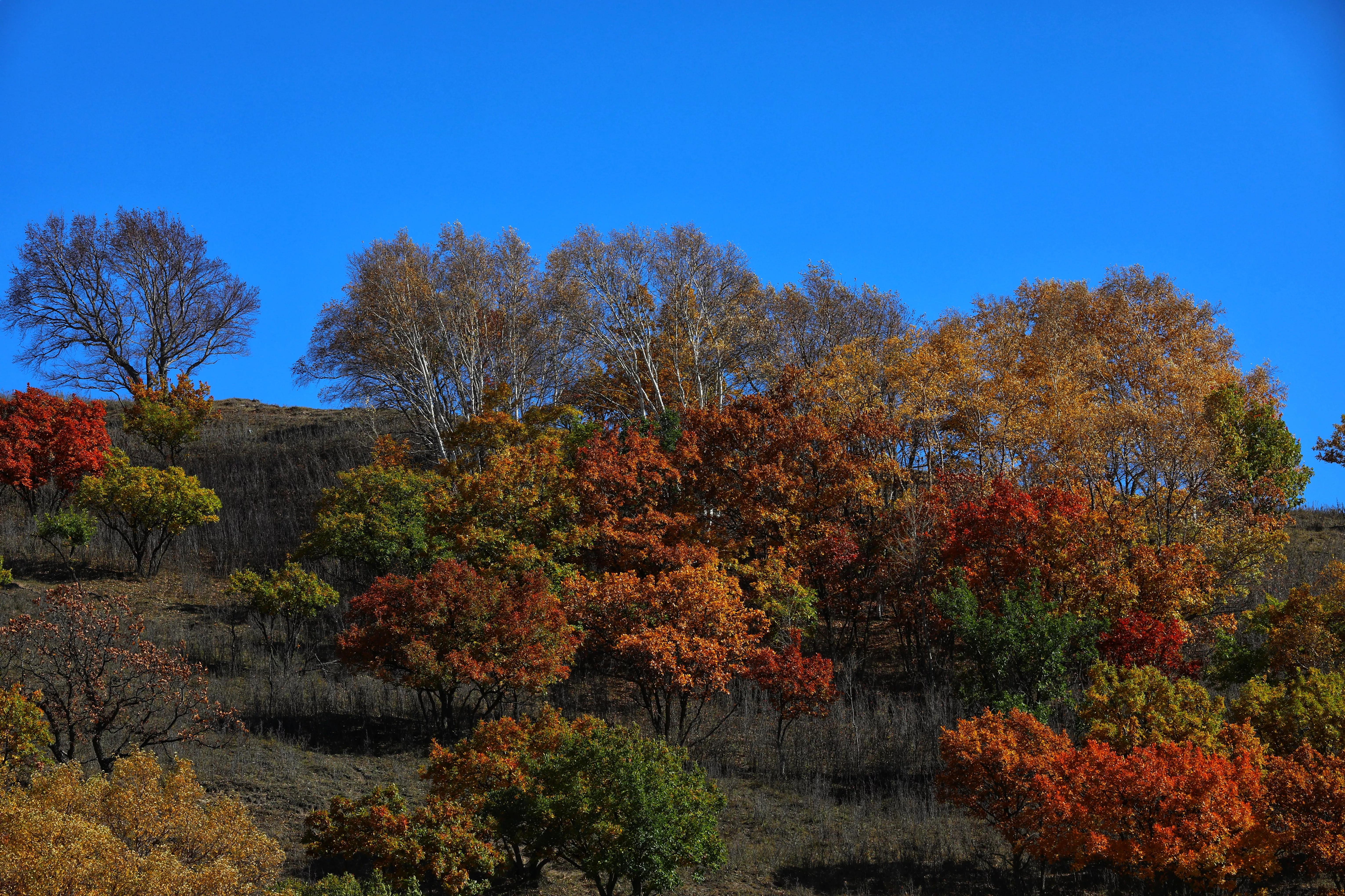坝上秋色草原,坝上草原游记作文