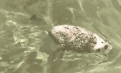 索尼克中不为人知的秘密,索尼克13个恐怖隐藏彩蛋