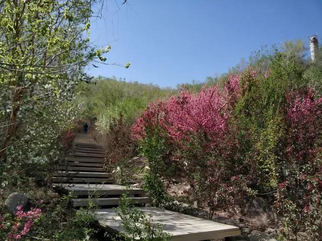 绿地城二期绿化乌鲁木齐,乌鲁木齐中海万锦公馆绿化环境