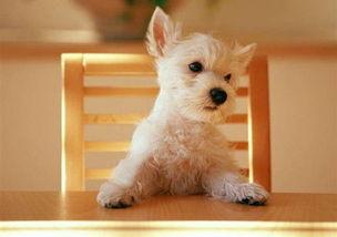 如何辨别、治疗、预防狗狗的耳朵感染疾病?