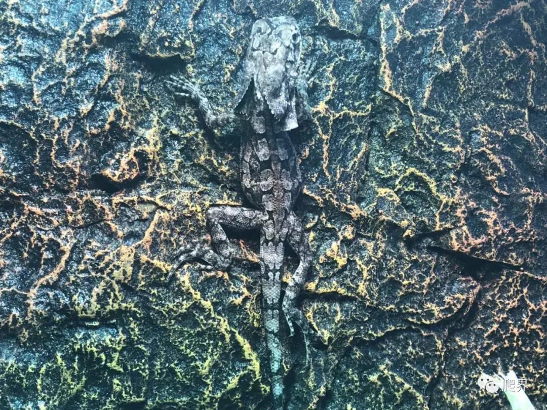 湛江爬宠店,深圳爬宠店在哪里