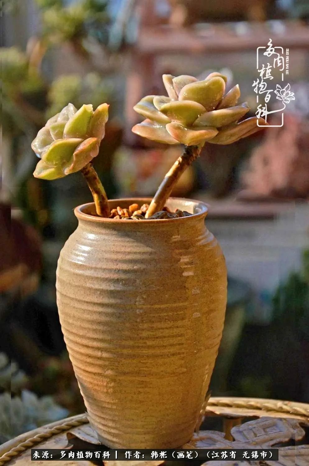 听音乐赏多肉,听音乐赏花赏美景