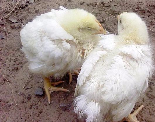 常见鸡病大全及治疗方法收藏,鸡子发病有哪些症状