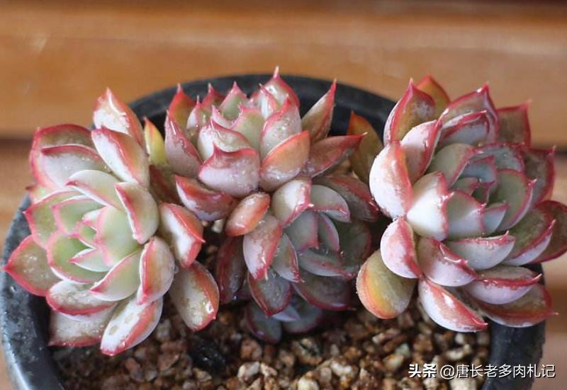 冰梅月影多肉怎么养,环境潮湿适合养什么植物