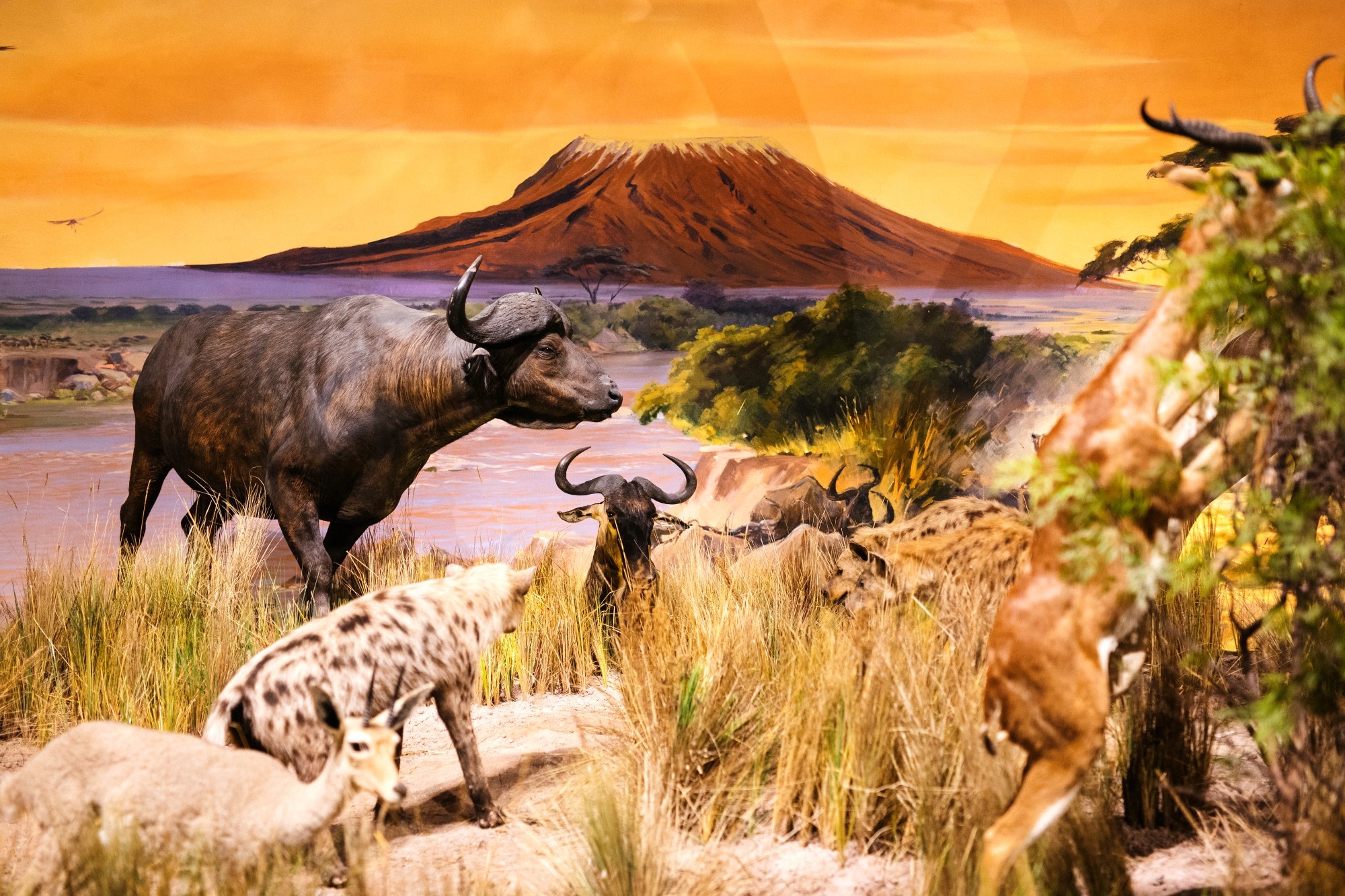 青岛贝林自然博物馆,青岛贝林博物馆门票优惠政策