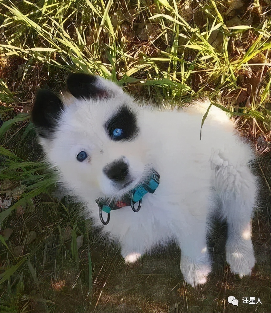 哈士奇和萨摩结合,生下了只超丑的宝宝,可没想到长大后这么飒