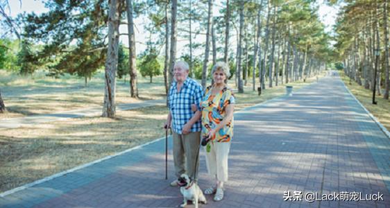 老年人适合养什么小型犬,适合家庭的十大犬种