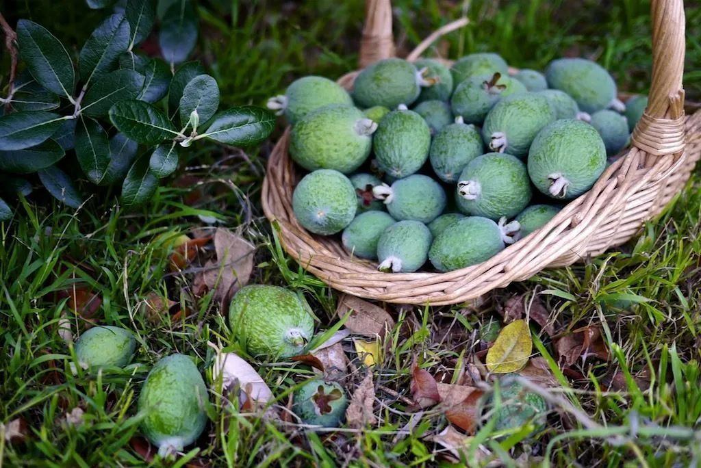 澳洲水果的营养价值,澳洲必吃的10种水果