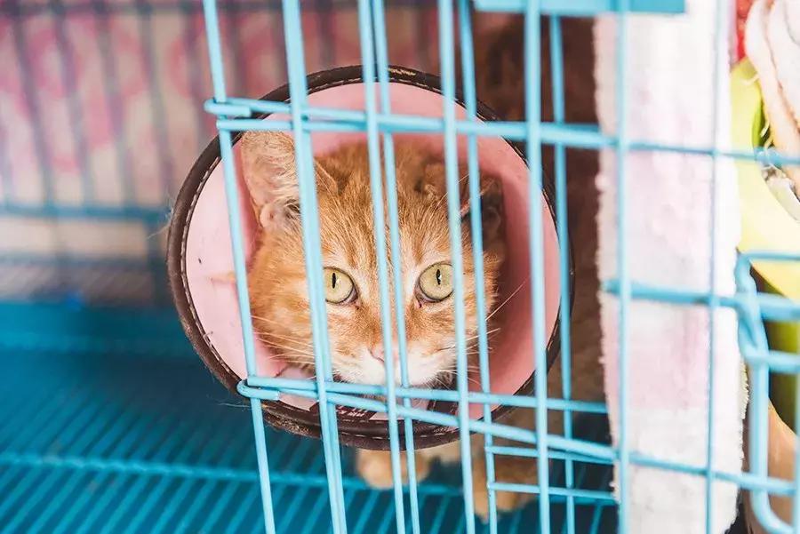 爱宠人：你知道困难重重的TNR是什么吗？