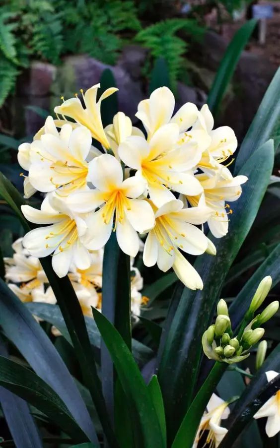 中国十大名花排行哪个是你的最爱,你知道中国十大名花是什么花吗