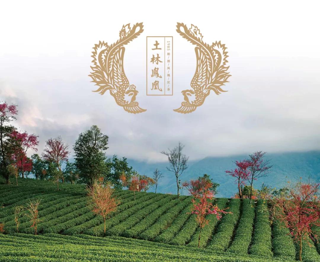 清华大学担负起定点帮扶：大理南涧县土林凤凰茶品味