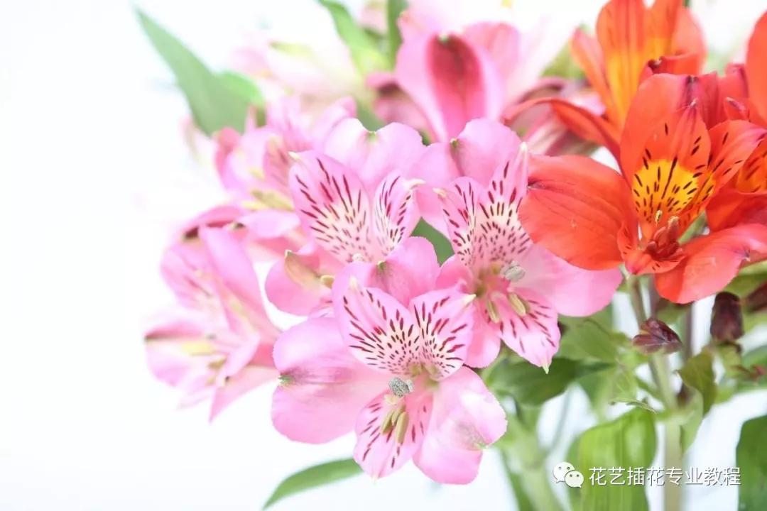 「花艺知识」50种常见花材的花语~（建议收藏）