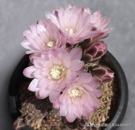 夏天雨水较多，仙人球烂根了怎么办？