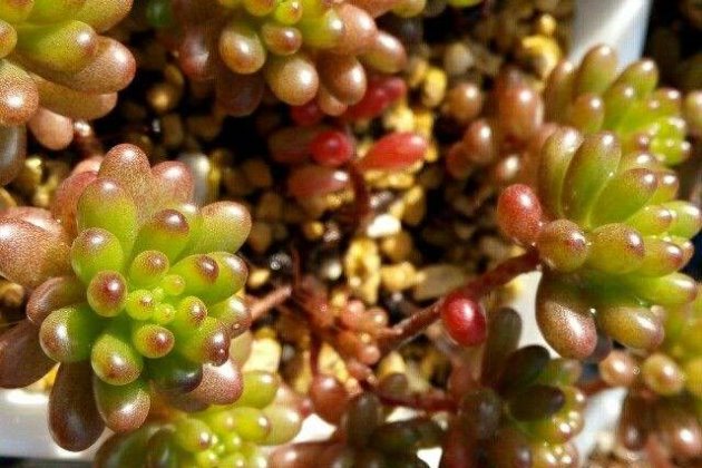 红色浆果越冬这样做，越冷越“红火”！