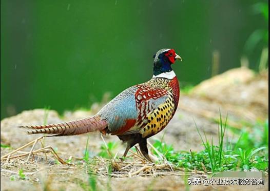 野鸡育雏技术,野鸡疫苗