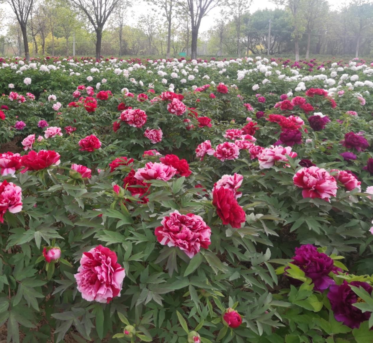 京都走笔：千年花乡，百年牡丹