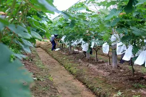 开百果园这样的水果店怎么选址,1400多家门店的水果连锁店百果园